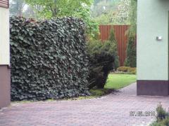 KONICA MINOLTA DIGITAL CAMERA