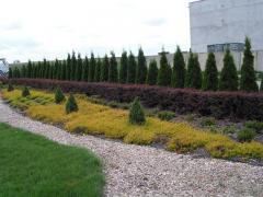 KONICA MINOLTA DIGITAL CAMERA