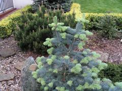 KONICA MINOLTA DIGITAL CAMERA